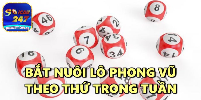 Lô Khung Phong Vũ An Toàn, Lãi Cao, Hiệu Quả Mỗi Ngày