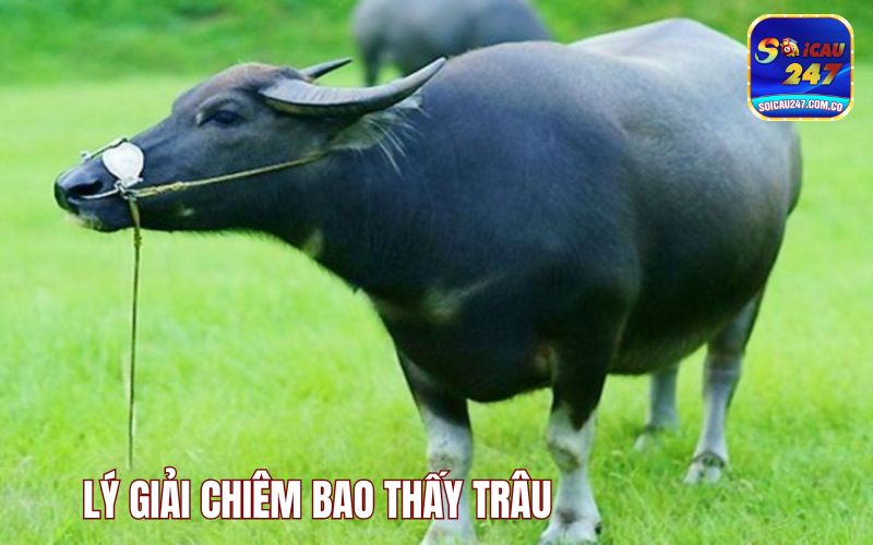 Mơ Thấy Trâu Đánh Con Gì Để Thắng Lớn, Ăn Thưởng To