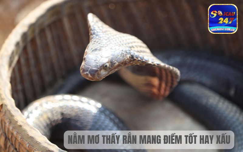 Nằm Mơ Thấy Rắn Cắn Đánh Con Gì? Ngụ Ý Điều Gì