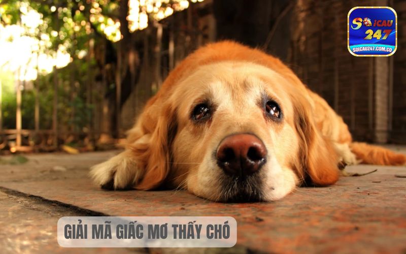 Nằm Mơ Thấy Chó Đánh Con Gì? Báo Mộng Điều Gì