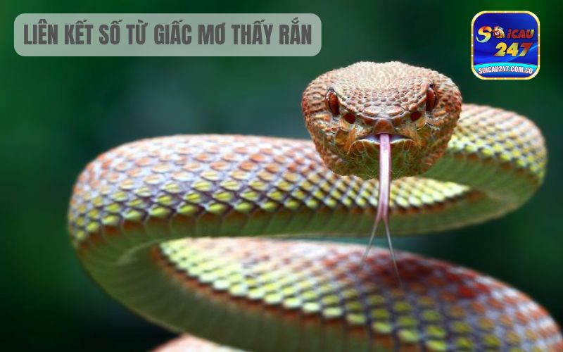 Nằm Mơ Thấy Rắn Cắn Đánh Con Gì? Ngụ Ý Điều Gì