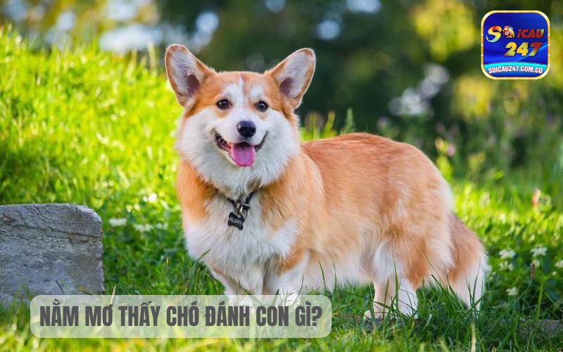 Nằm Mơ Thấy Chó Đánh Con Gì? Báo Mộng Điều Gì