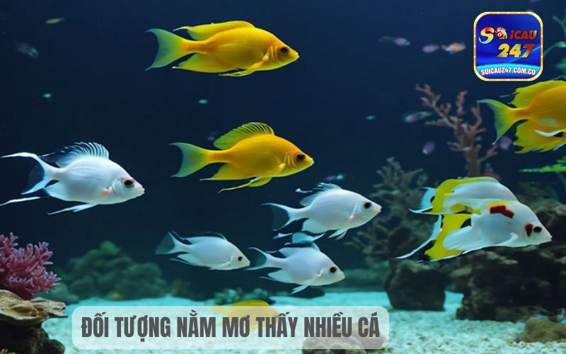 Nằm Mơ Thấy Nhiều Cá Đánh Con Gì? Con Số May Mắn 