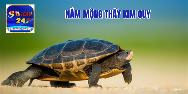 Nằm Mộng Thấy Kim Quy - Điềm Báo Phú Quý, May Mắn