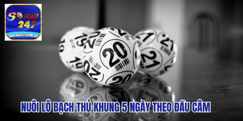 Mẹo Nuôi Lô Bạch Thủ Khung 5 Ngày Đạt Hiệu Quả Cao