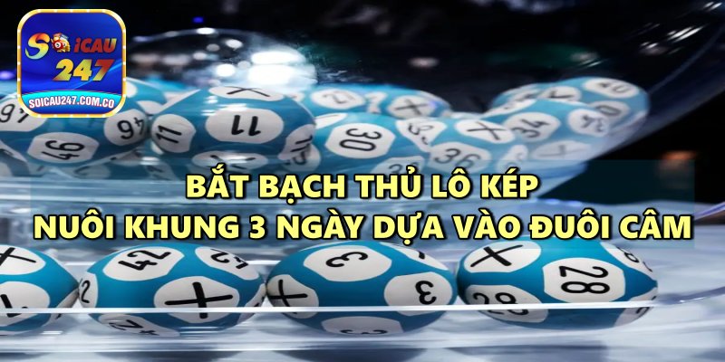 Bí Kíp Bắt Bạch Thủ Lô Kép Nuôi Khung 3 Ngày Siêu Chuẩn