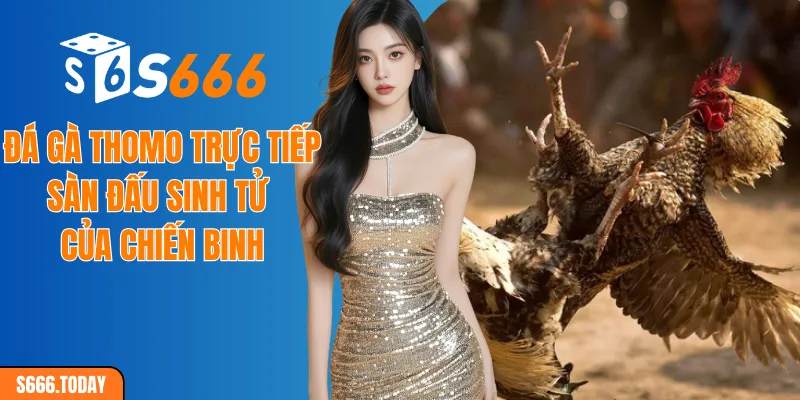 Đá gà Thomo trực tiếp sàn đấu sinh tử của chiến binh